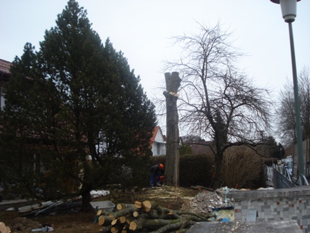 1_Baum